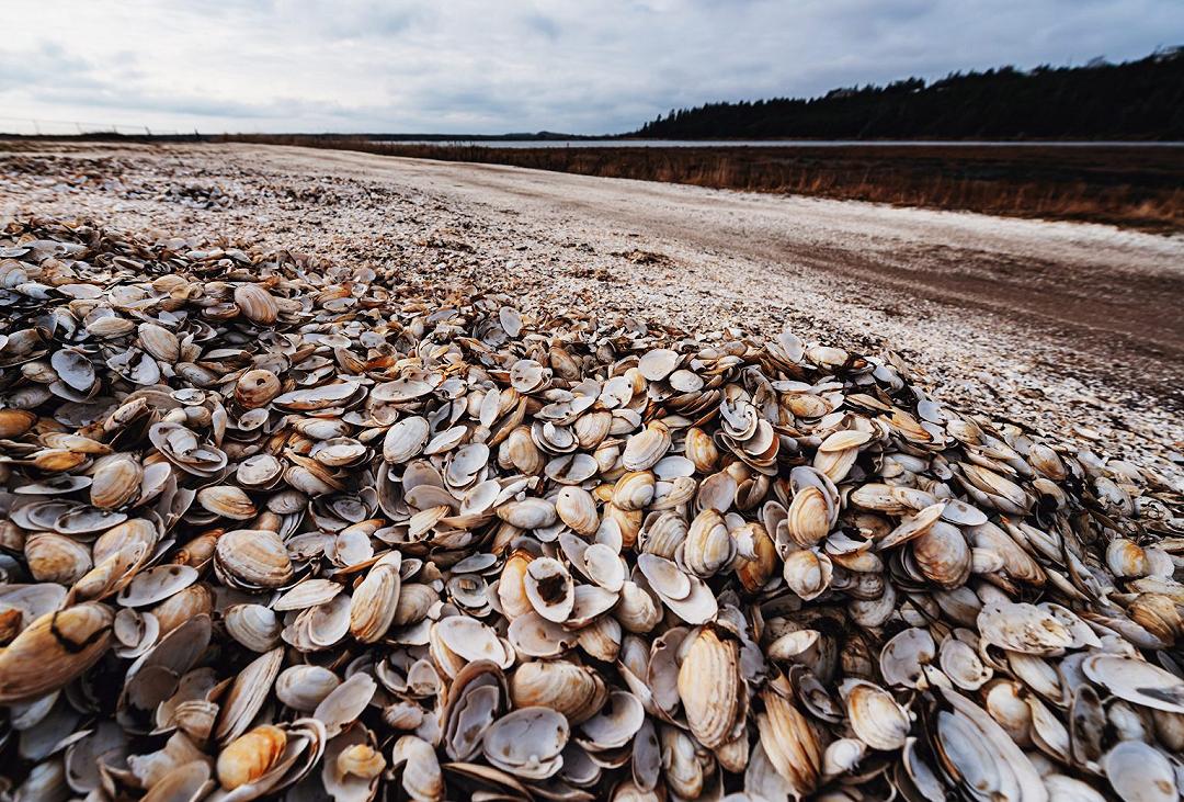 Vongole del Mediterraneo: sempre più introvabili per la siccità
