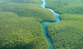 Amazzonia: una parte della foresta è ormai irrecuperabile