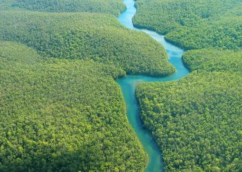 Amazzonia: una parte della foresta è ormai irrecuperabile