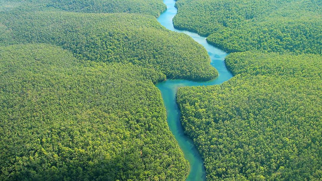 Amazzonia: una parte della foresta è ormai irrecuperabile