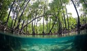 Le mangrovie vanno protette, ci aiutano con la crisi climatica