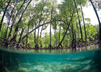 Le mangrovie vanno protette, ci aiutano con la crisi climatica