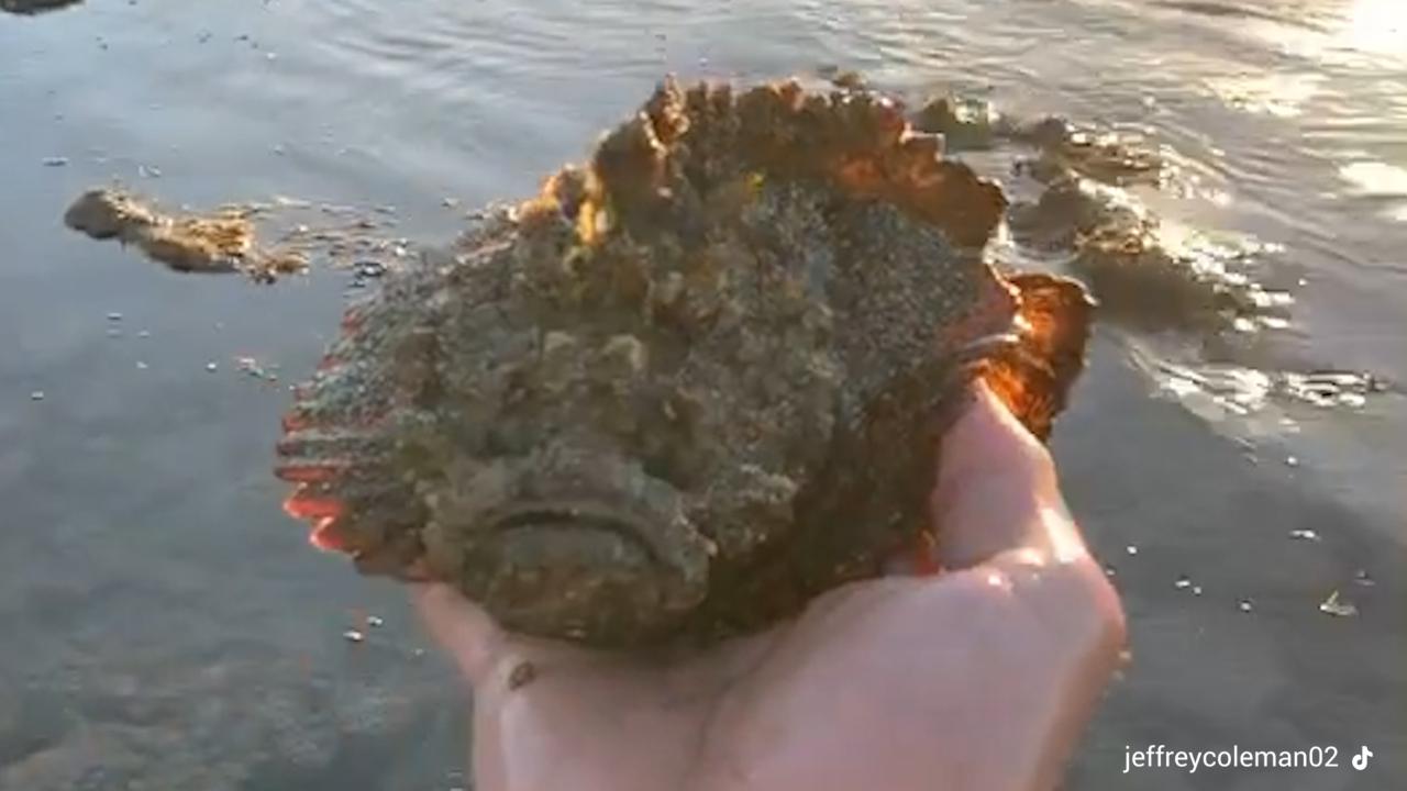 Pesce più velenoso al mondo: piccolo ma letale