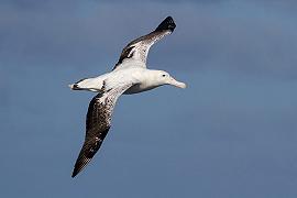 Albatros: i divorzi accadono più spesso ai maschi timidi