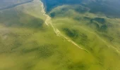 Fioriture delle alghe: negli ultimi 30 anni la loro intensità è aumentata
