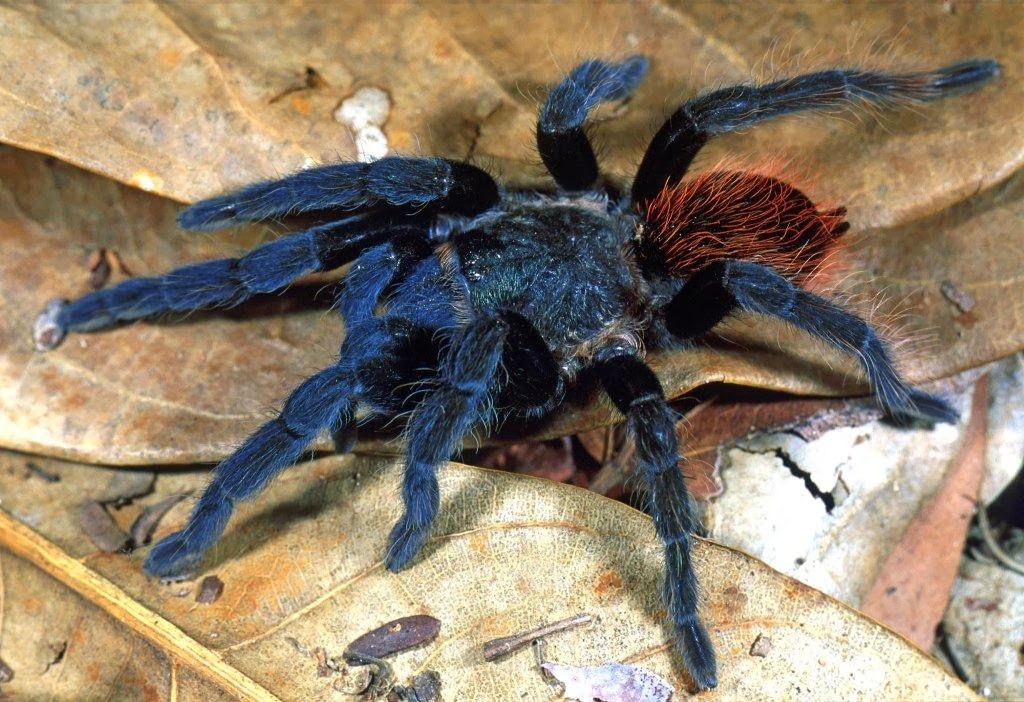 Aracnidi: sono stati i primi animali a camminare sulla Terra