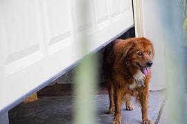 Il cane non può restare in garage