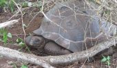 Tartarughe giganti: trovati i resti di 4 esemplari nelle Galápagos