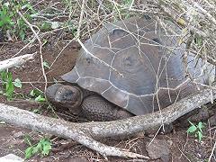 Tartarughe giganti: trovati i resti di 4 esemplari nelle Galápagos