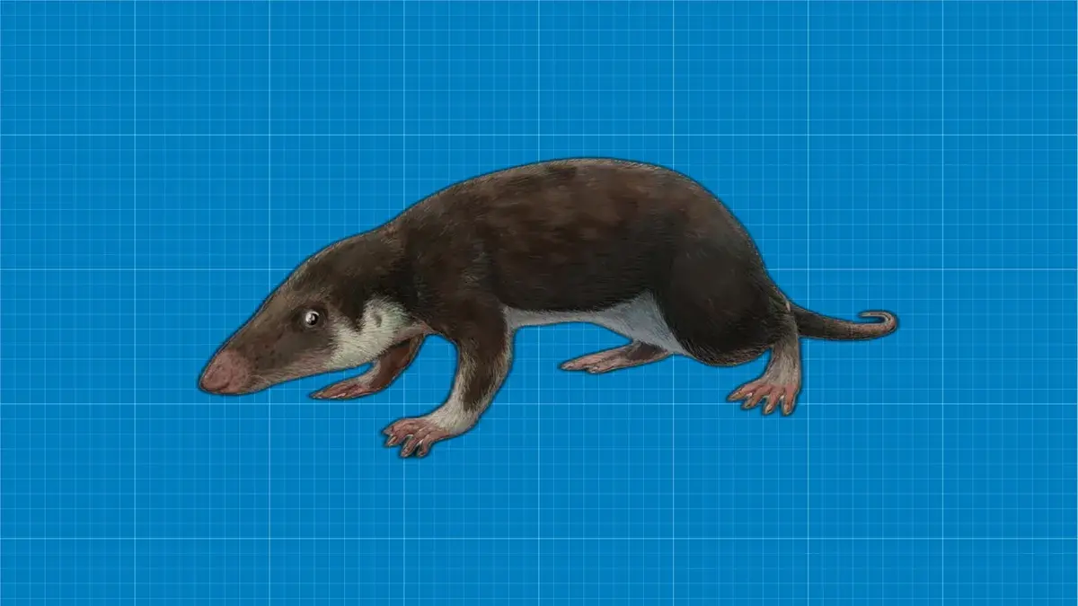 Morganucodon: un antico roditore antenato dei mammiferi