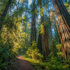 Foresta di sequoie