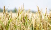Agricoltura: nuovo accordo su scienza e tecnologia agraria
