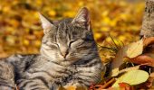 Animali: come aiutarli a vivere al meglio l’autunno?
