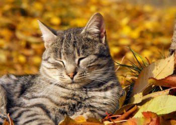 Animali: come aiutarli a vivere al meglio l’autunno?