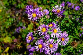 Aster: ecco come coltivare il fiore di settembre