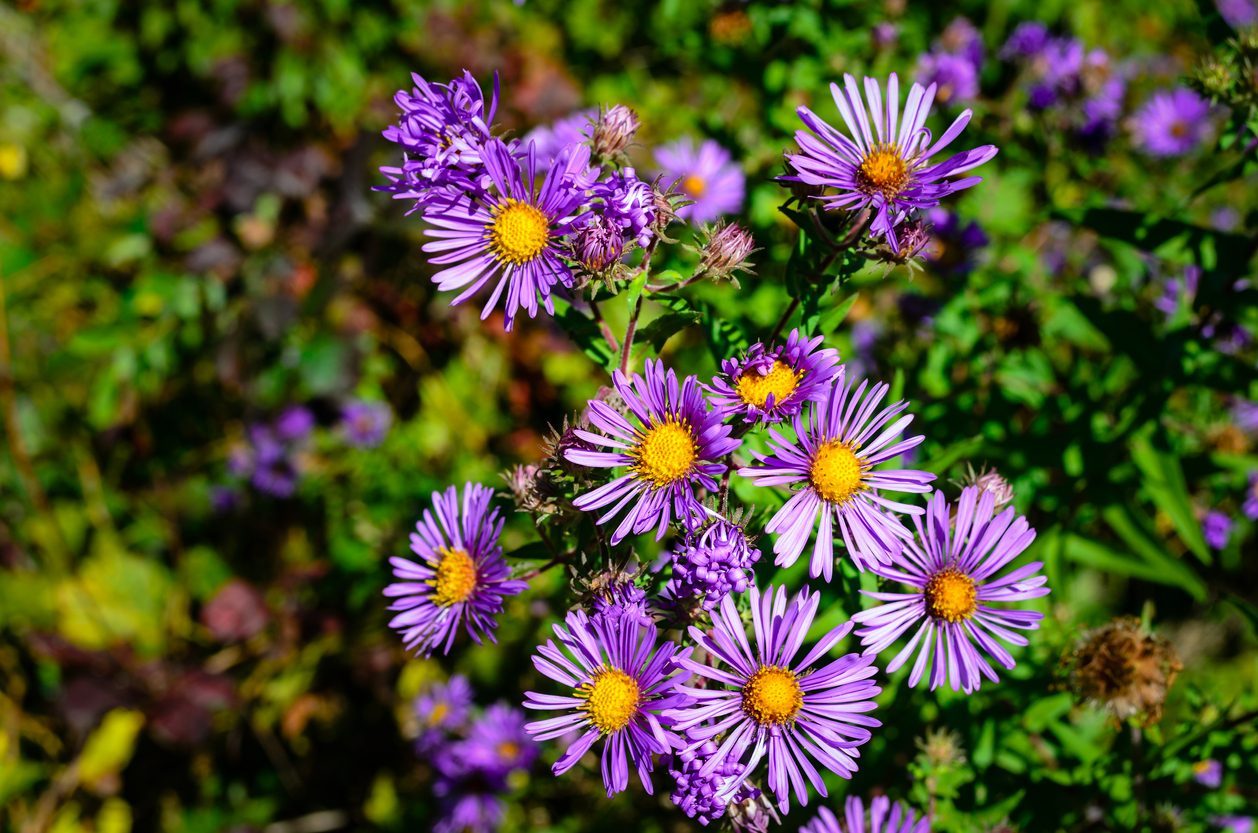 Aster: ecco come coltivare il fiore di settembre