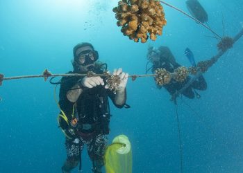 Coralli: alle Maldive una biologa marina lavora per salvarli