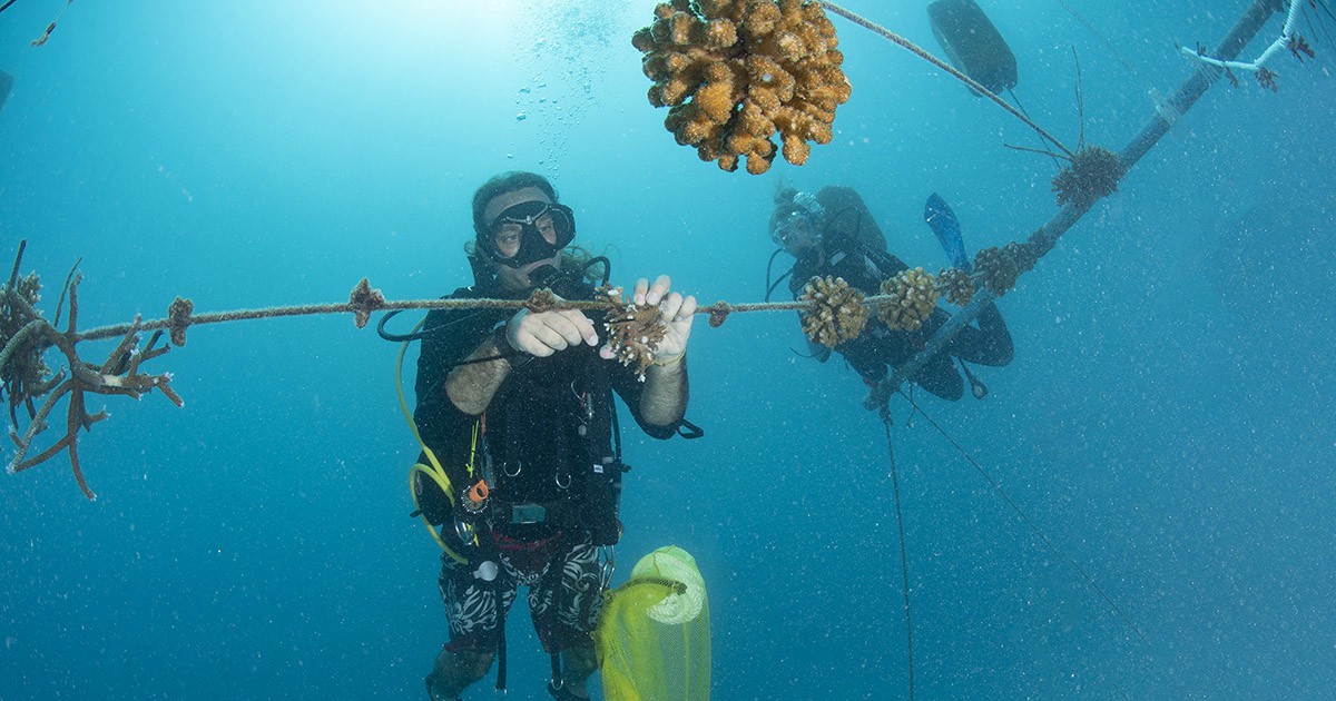 biologa salva coralli Maldive