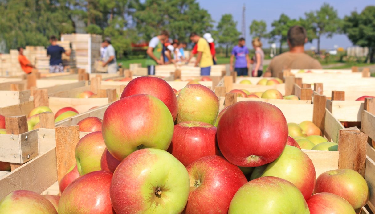 Bonus E-Commerce Agricoltura