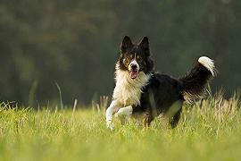 I cani più intelligenti hanno una maggiore voglia di giocare