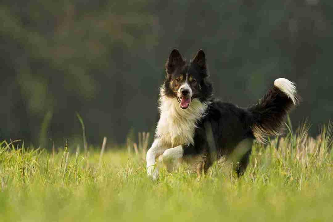 border collie