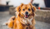 Cani: test per capire se soffrono di demenza