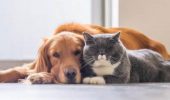 Cane e gatto: più semplice convivere rispetto a soli gatti