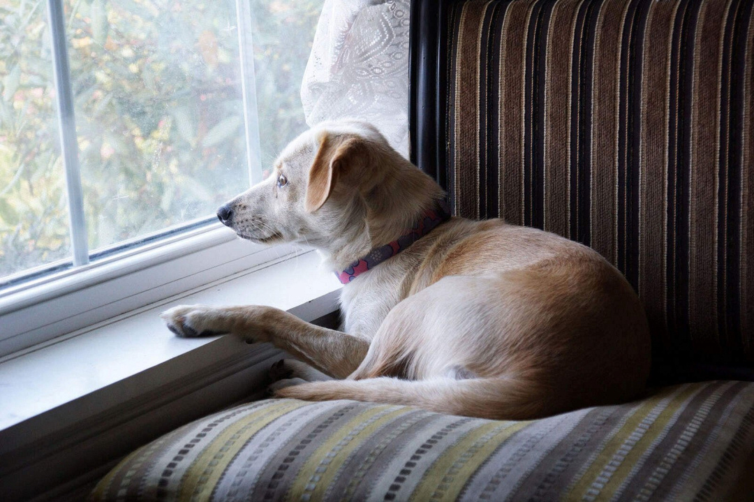 cani e il tempo