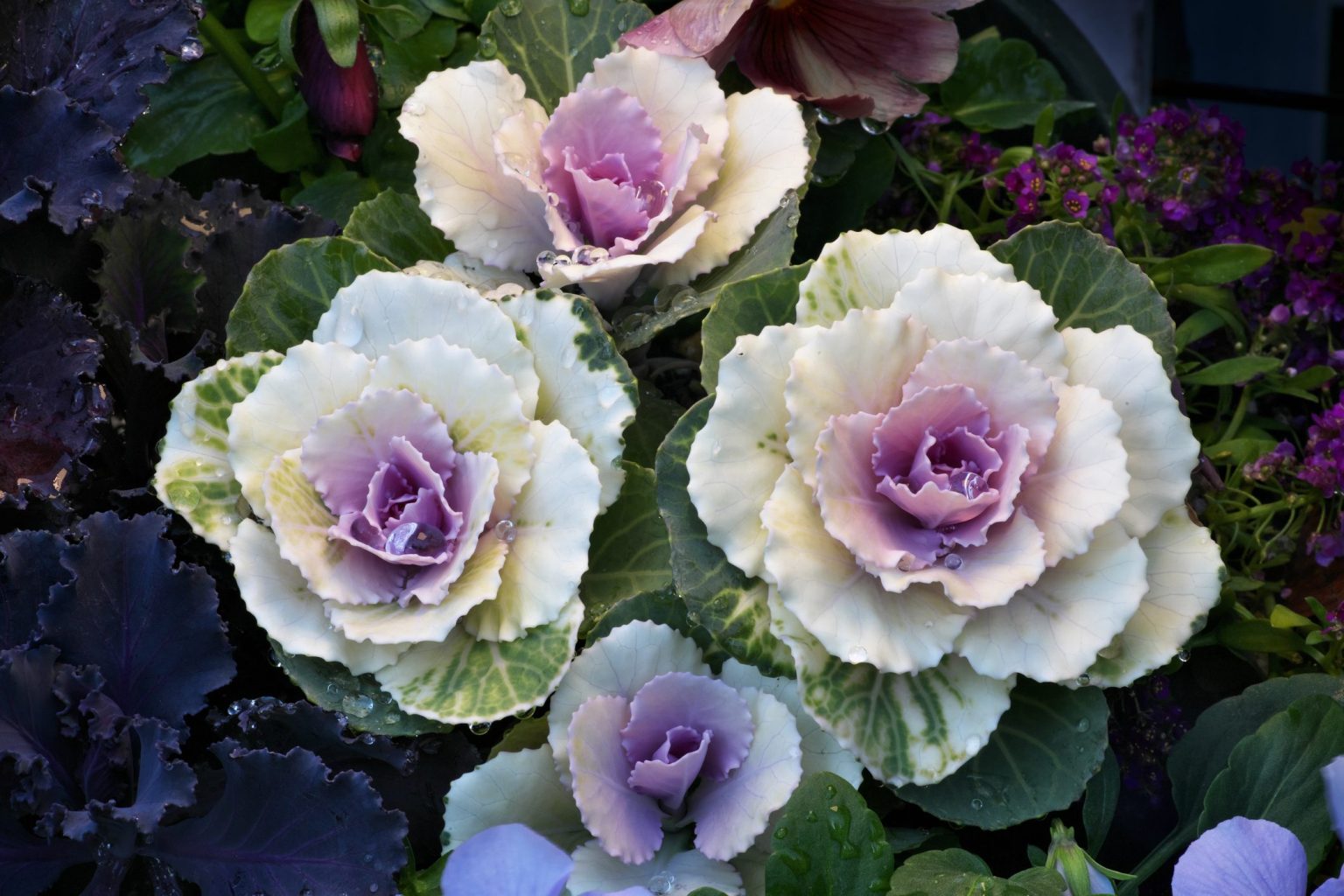 Cavolo ornamentale: come si coltiva?