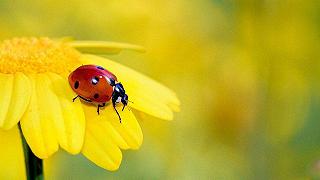 Le coccinelle sono in declino in tutto il mondo