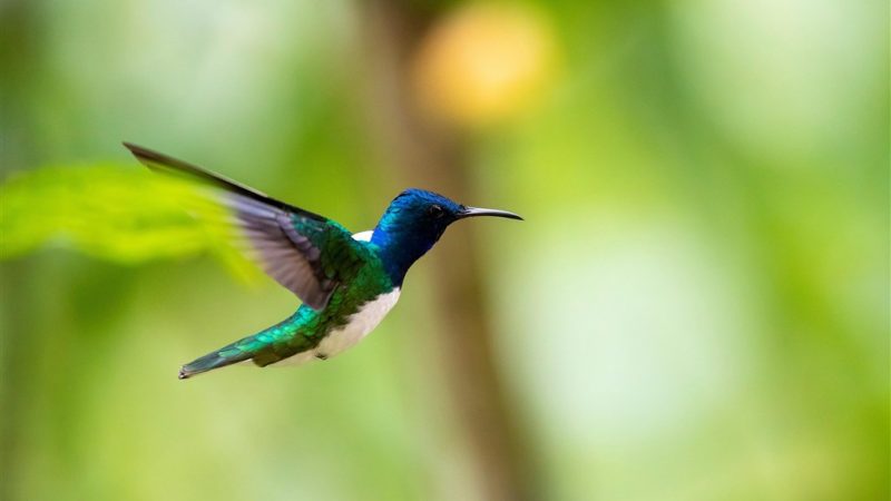 Colibrì: le femmine imitano i maschi per avere il cibo