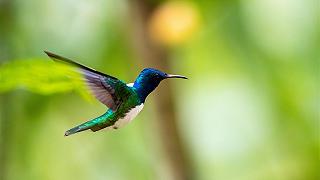 Colibrì: le femmine imitano i maschi per avere il cibo