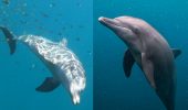 delfini Indonesia