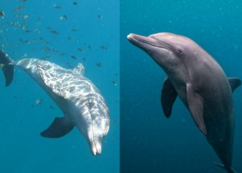 Delfini indonesiani: finalmente tornati in mare aperto