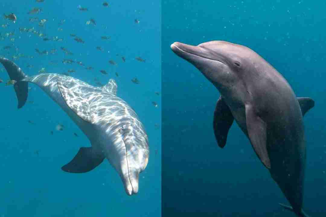 delfini Indonesia