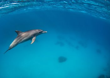 Delfini: i maschi conquistano grazie alle alleanze