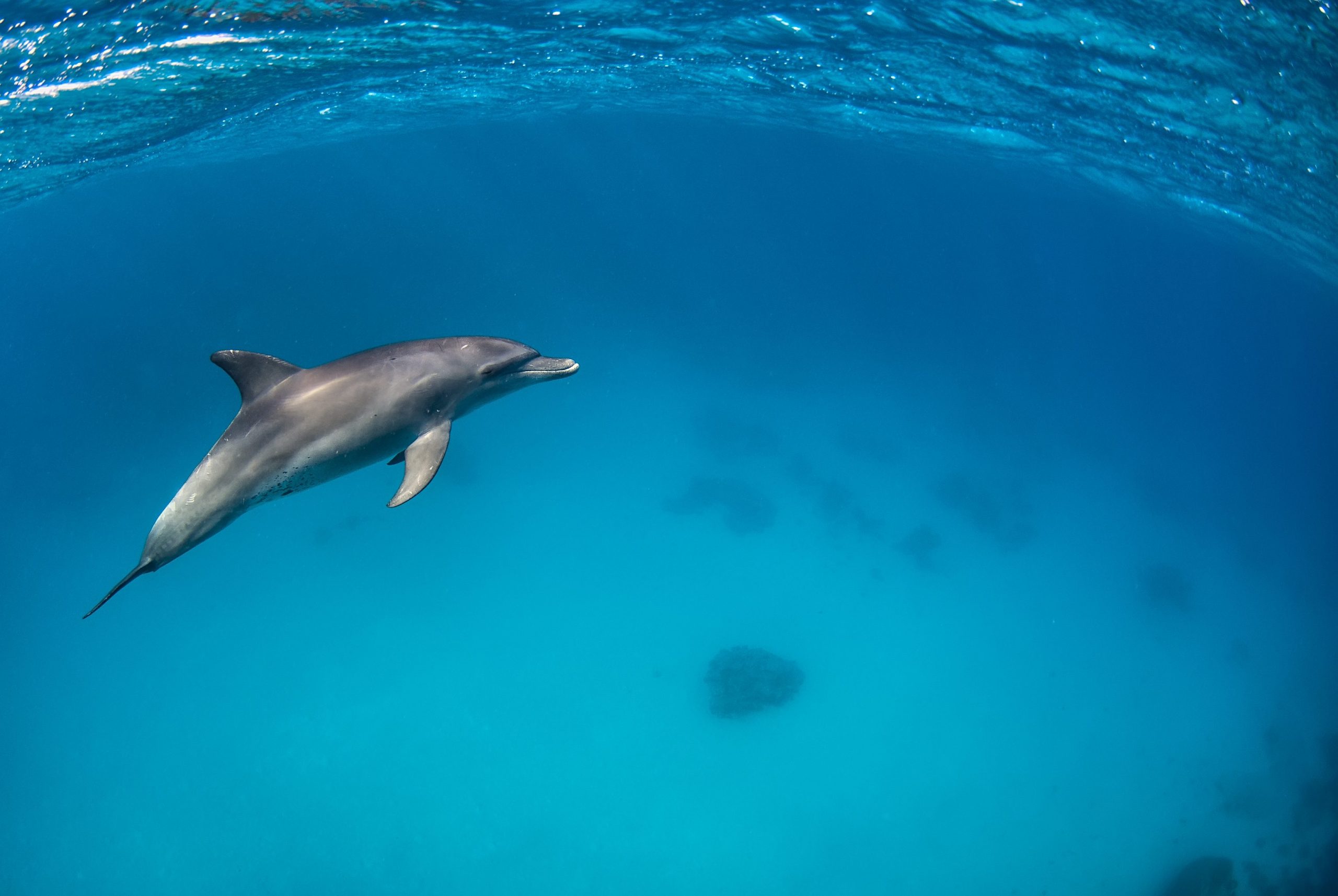 Delfini: i maschi conquistano grazie alle alleanze