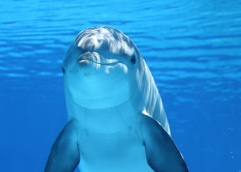 Dolphin watching: arriva il corso gratuito per avvistare i delfini