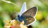 Grande farfalla blu: ritorna nel Regno Unito