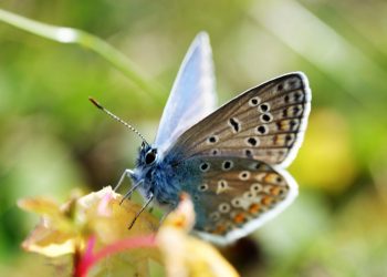Grande farfalla blu: ritorna nel Regno Unito