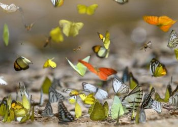 Farfalle: la conservazione della natura può evitare l'estinzione