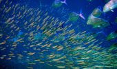 Cambiamento climatico: anche i pesci cambiano rotta
