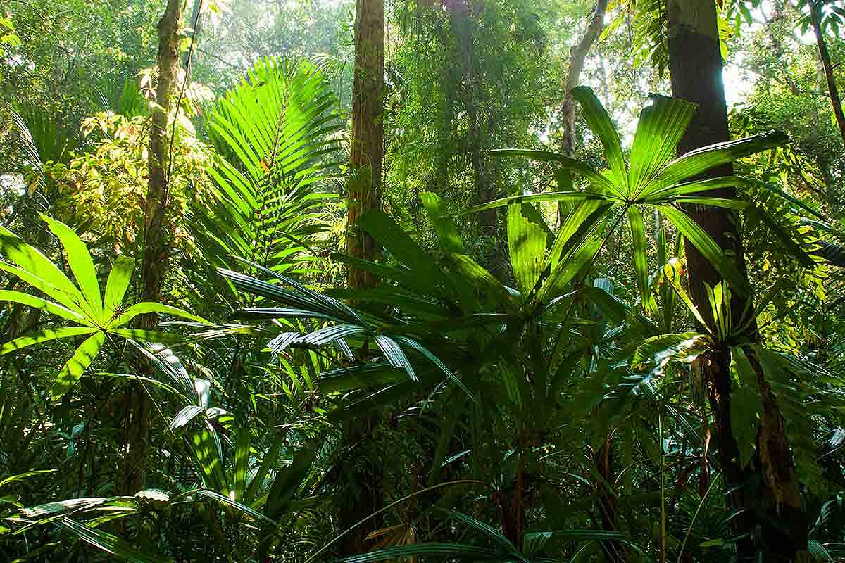 Foreste: risorse per le scimmie per la cura delle malattie