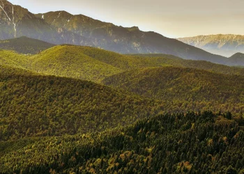 Romania: aree forestali protette distrutte per produrre pellet