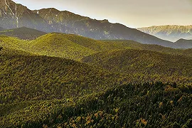 Romania: aree forestali protette distrutte per produrre pellet