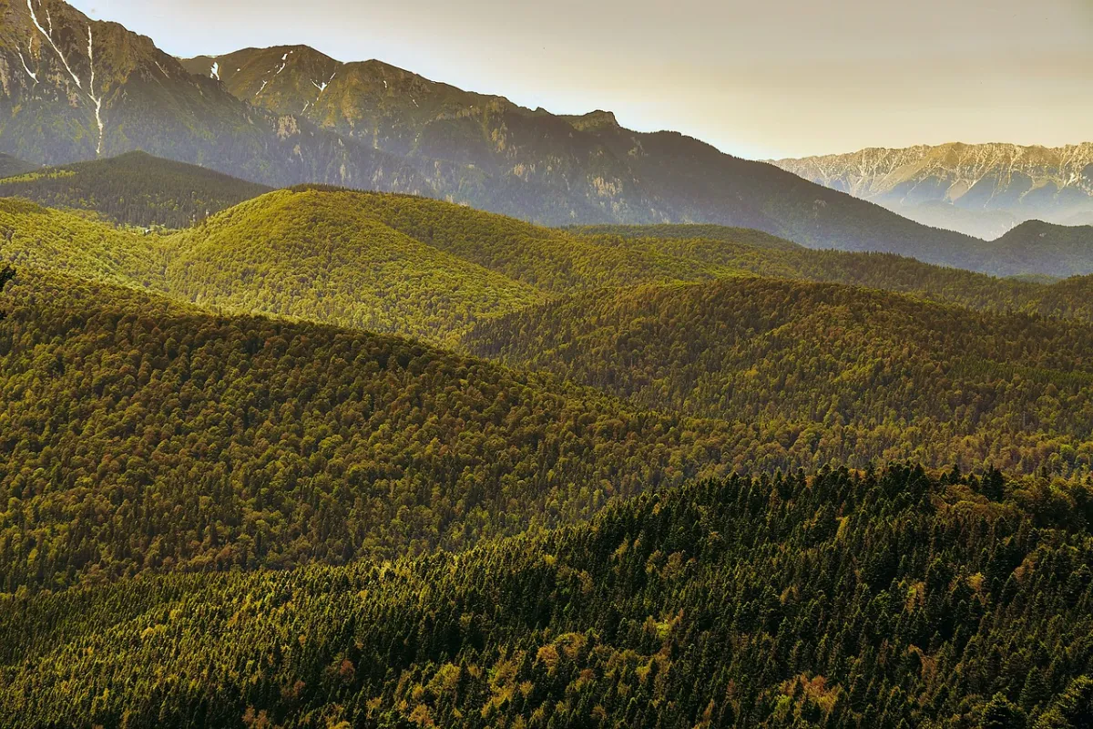 Romania: aree forestali protette distrutte per produrre pellet