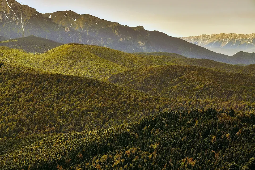 Romania: aree forestali protette distrutte per produrre pellet