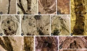 Fiori: il più antico del mondo è stato scoperto in Cina