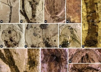 Fiori: il più antico del mondo è stato scoperto in Cina
