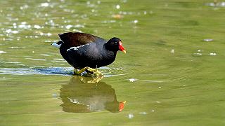 Gallinelle d’acqua: avvistate nel porto di Bari